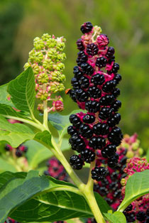 Abbildung Phytolacca