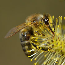 Abbildung Apis mellifica