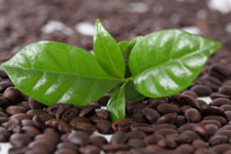 Abbildung Coffea