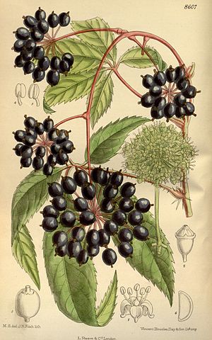 Zeichnung Eleutherococcus