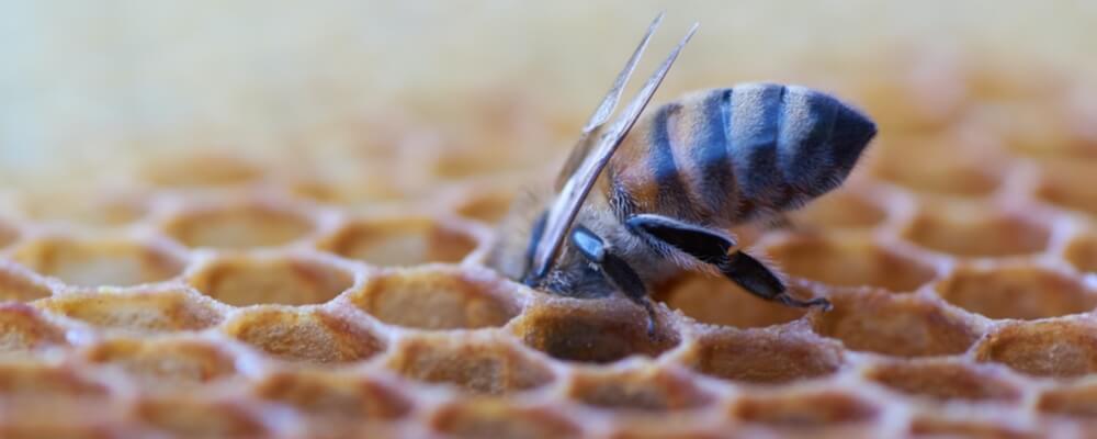 Honig und Manuka Honig als Heilmittel