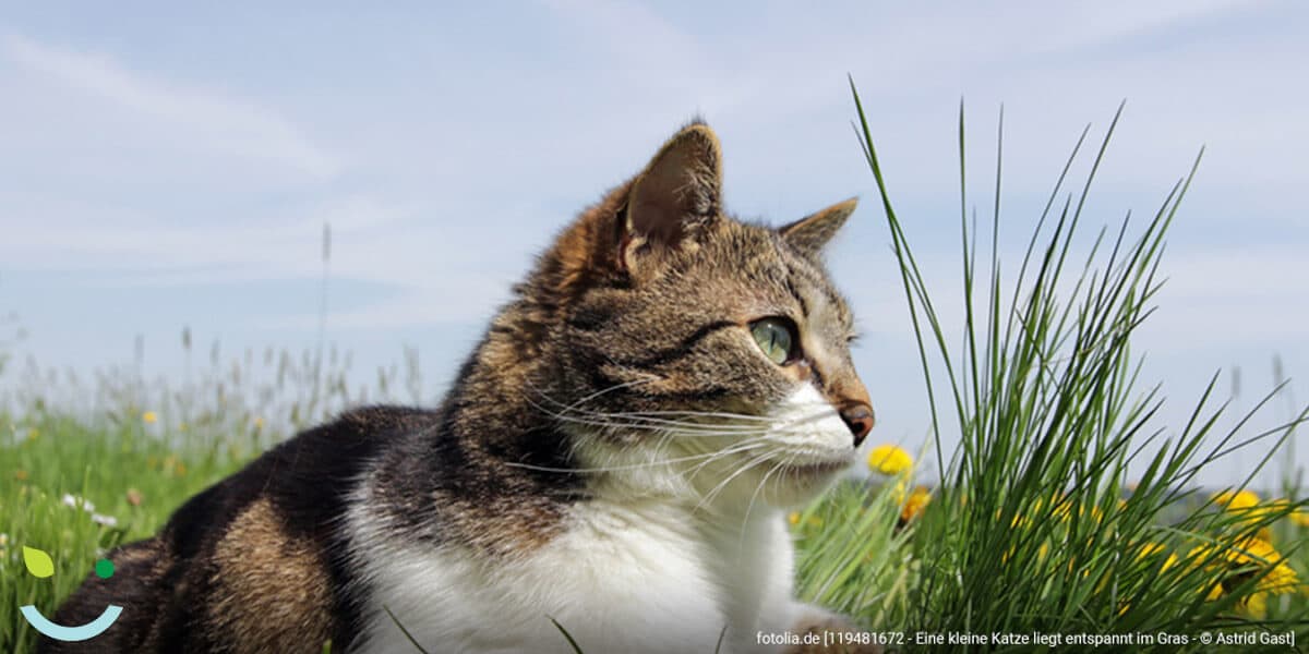 Kehlkopfentzündung Katze Hausmittel