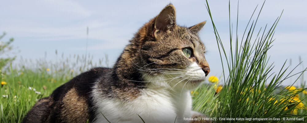 Homöopathie Für Katzen 11 Selbst Behandelbare Beschwerden